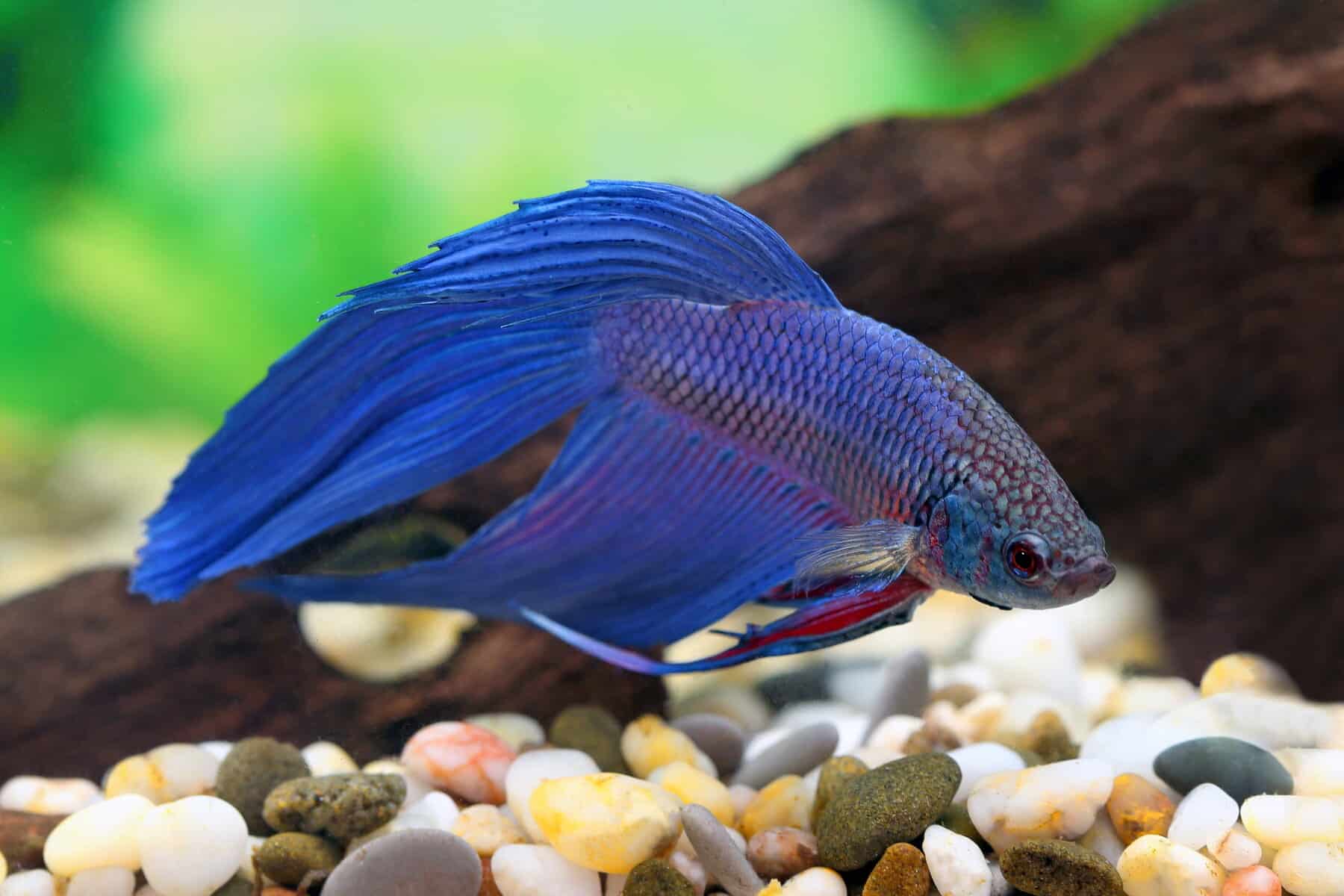 Why Is There Poop Hanging From Betta Fish?