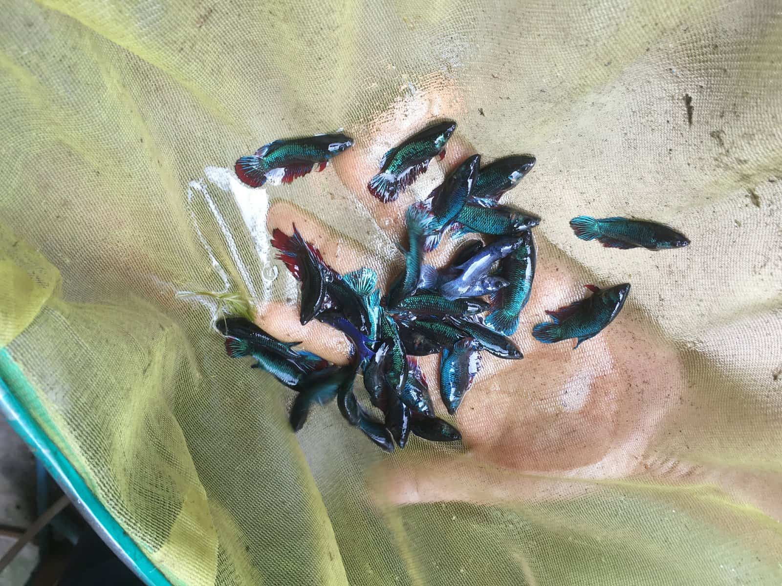 Nurturing the Heart of Your Home The Art of Caring for Betta Fish in a