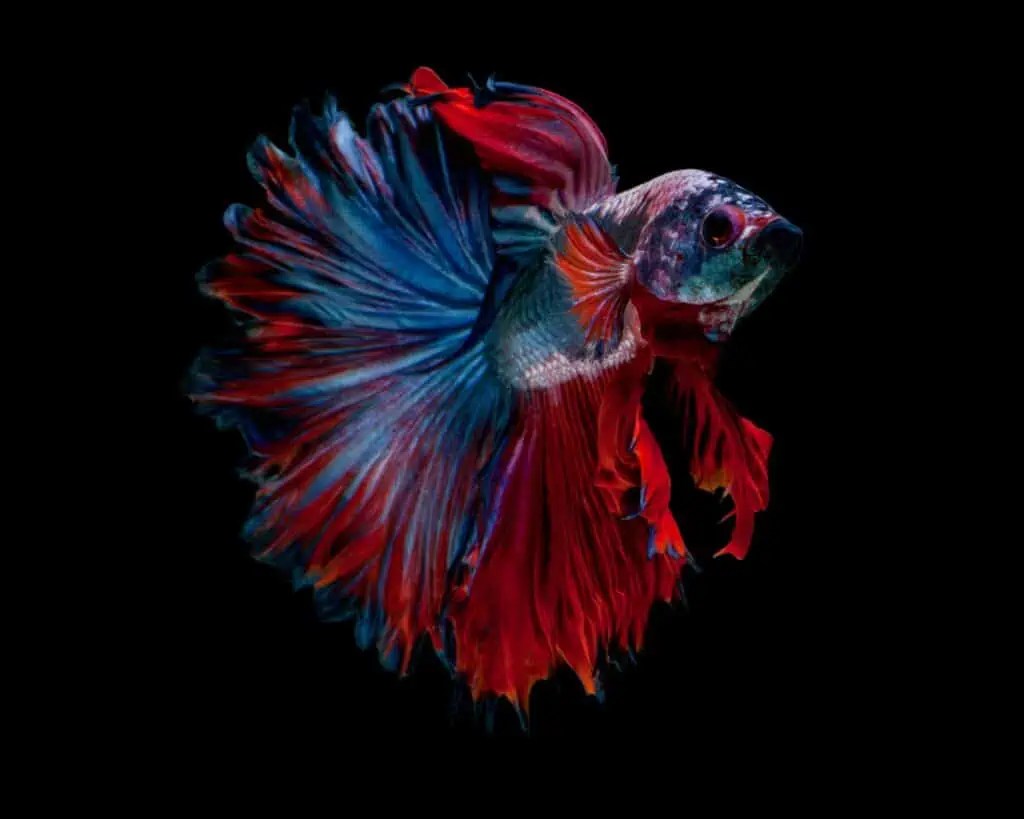 Rosetail Betta Complete Care Guide A New Variety Of Betta