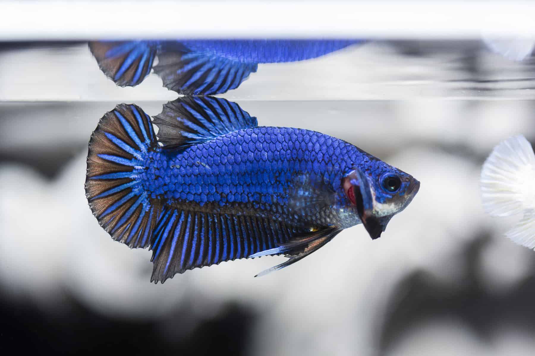 The Best Betta Fish for Your Aquarium Our Handy Guide