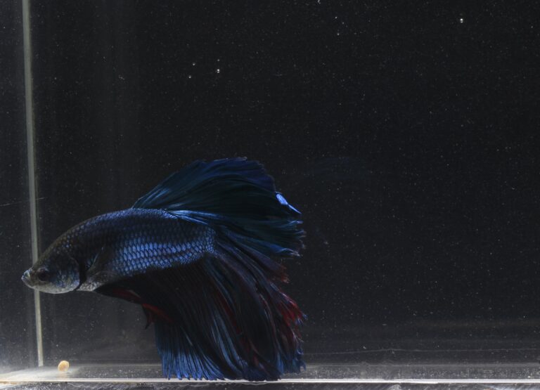 Signs of a Struggling Betta Understanding Their Health and What You Can Do
