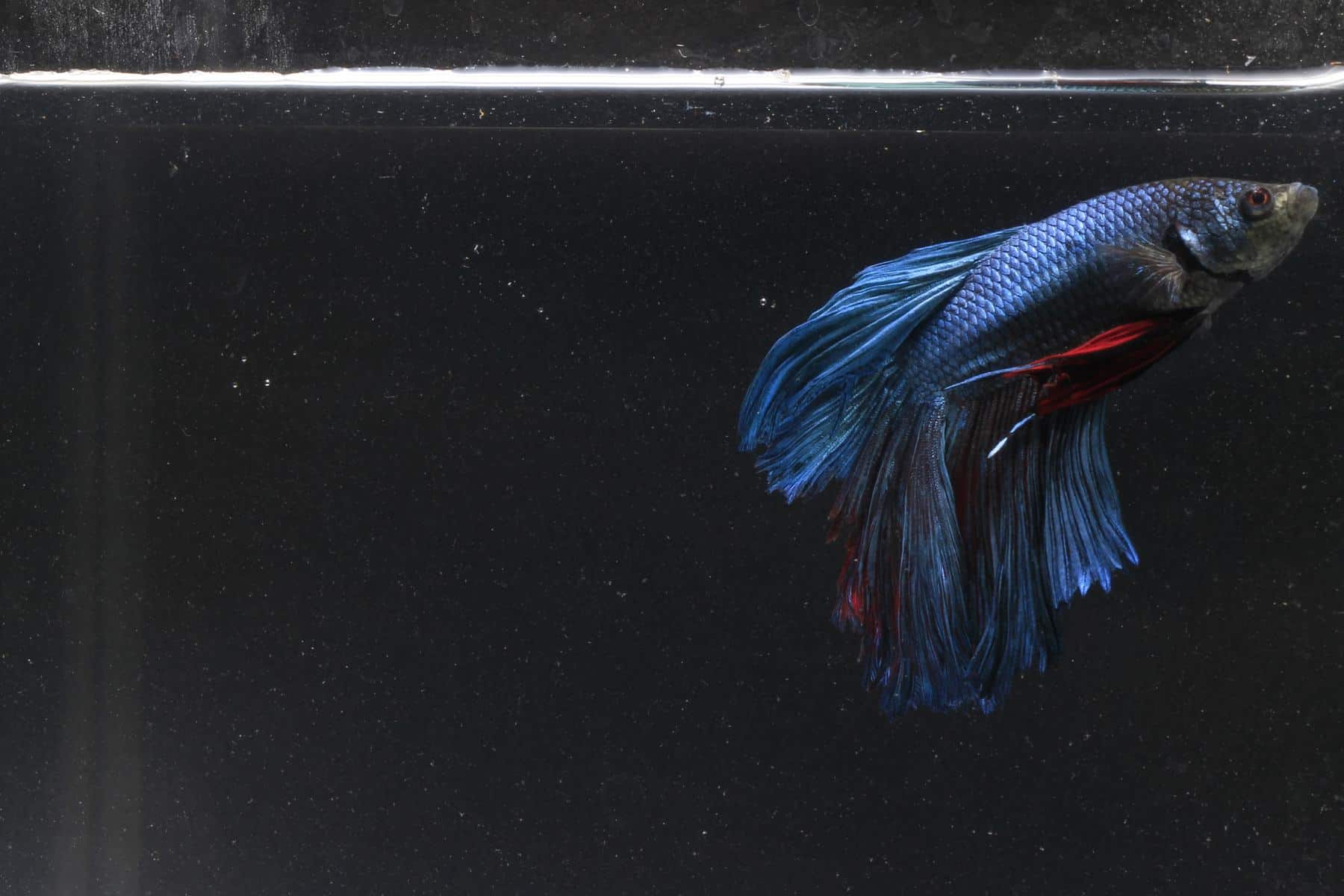 Signs of a Struggling Betta Understanding Their Health and What You Can Do