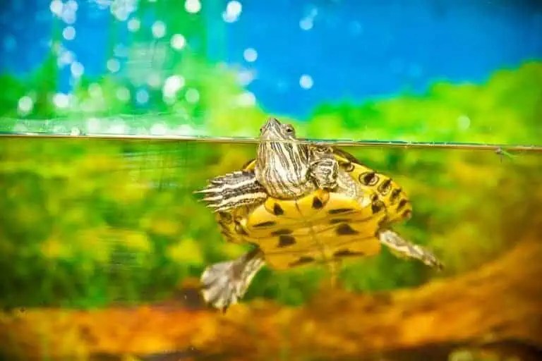 Can Betta Fish Live With Turtles? Research And
