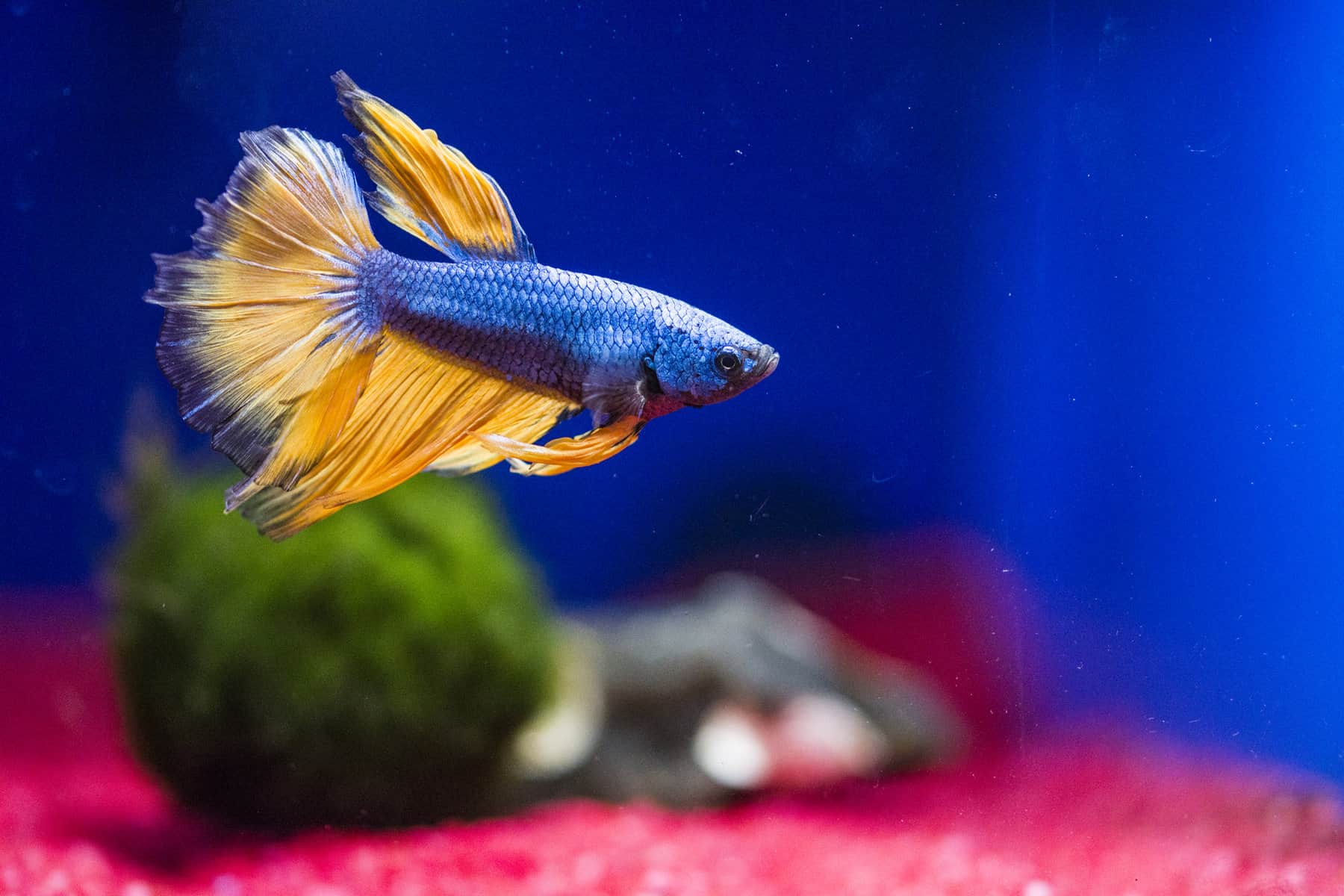 The Mystery of Your Betta Fish's Filter Fascination Six Insights to