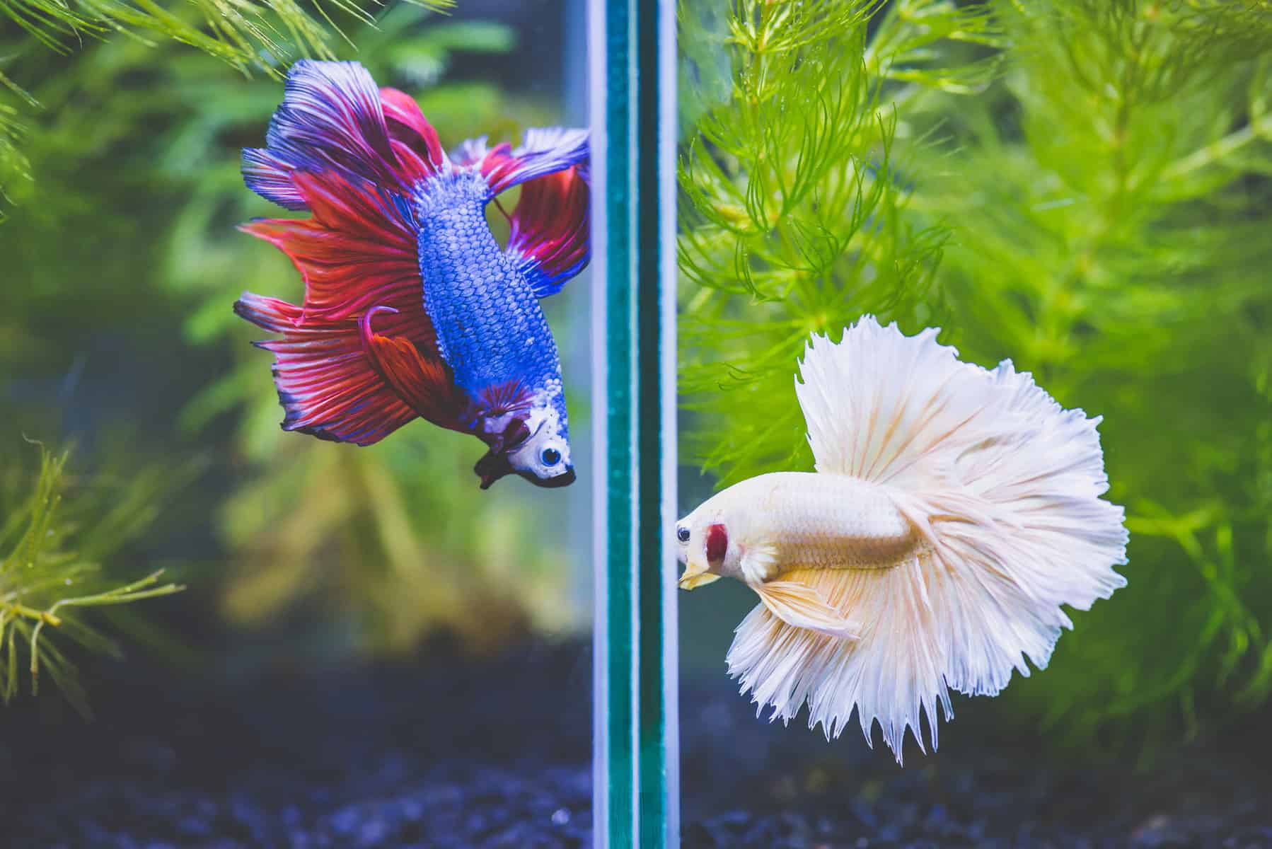 Aqua One Betta Trio A Comprehensive Aquarium Review