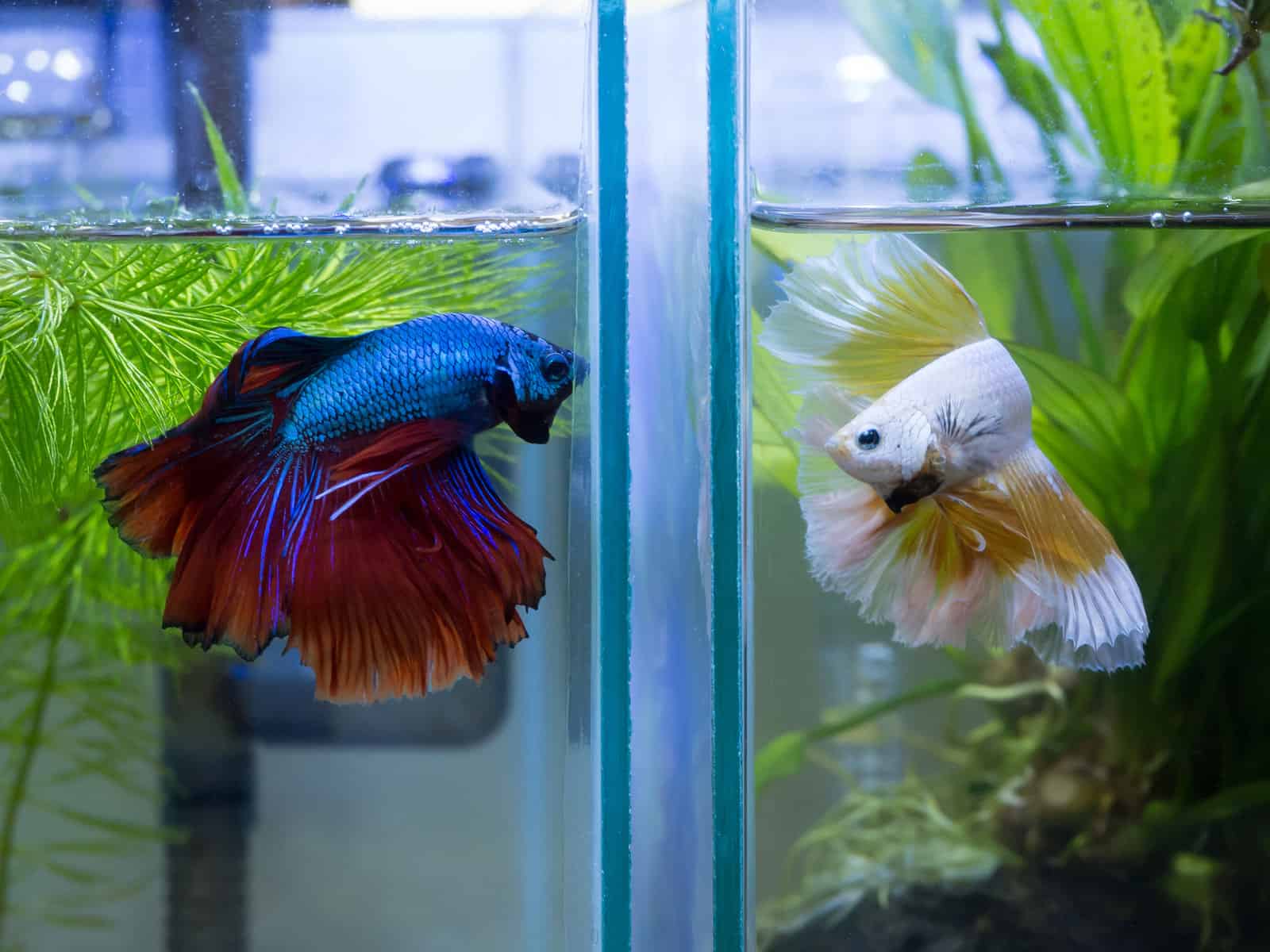 The Hidden Truth Behind Betta Fish Fighting Why It's More Than Just a Game