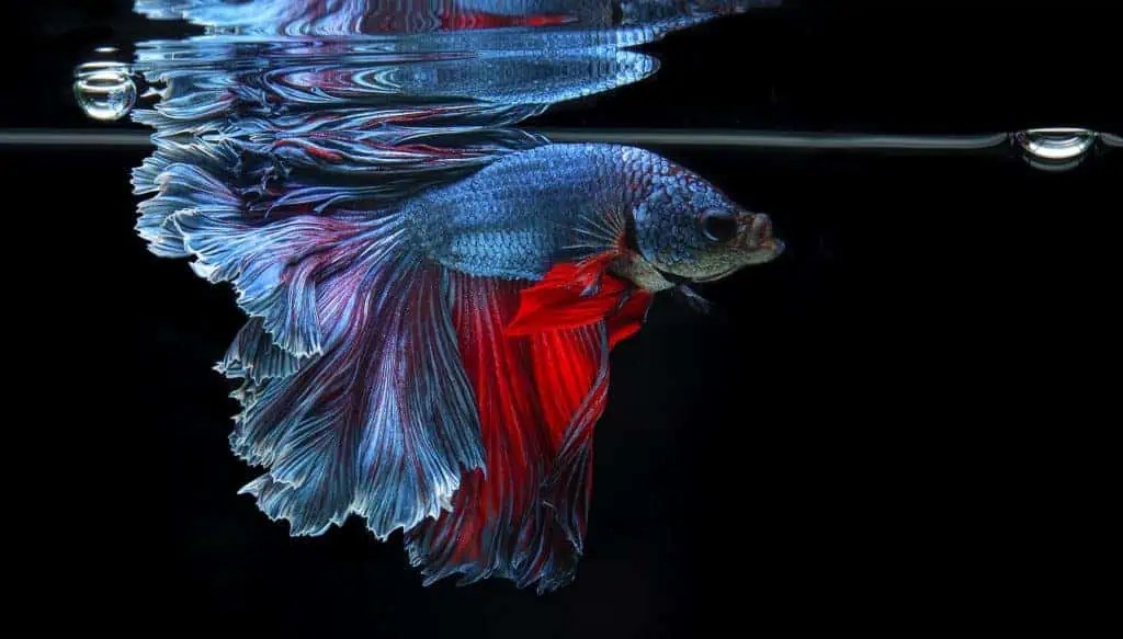 Do Betta Fish Sleep? Resting Is Important For Them Too