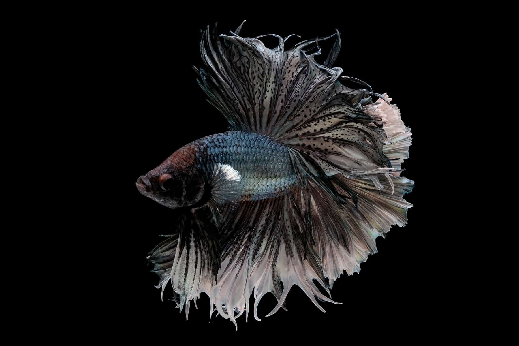A Hidden Threat The Silent Struggle of Bettas Against Velvet Disease