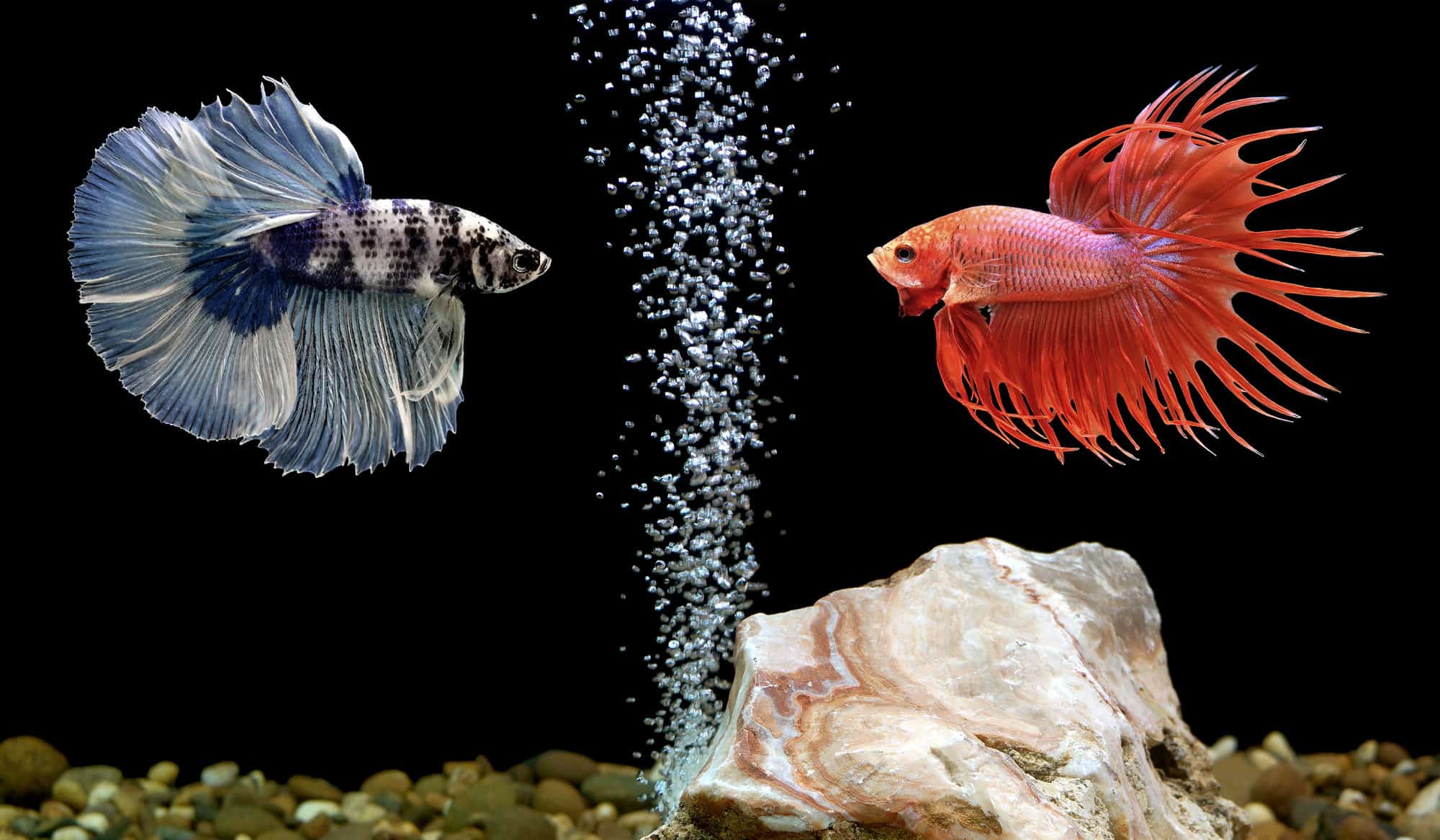 The Timeless Journey of Betta Fish Understanding Their Age in Our World