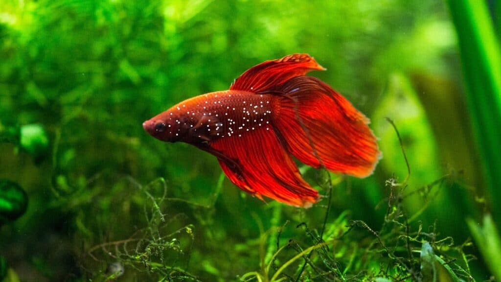 Betta Ich How To Treat and Prevent the Infection