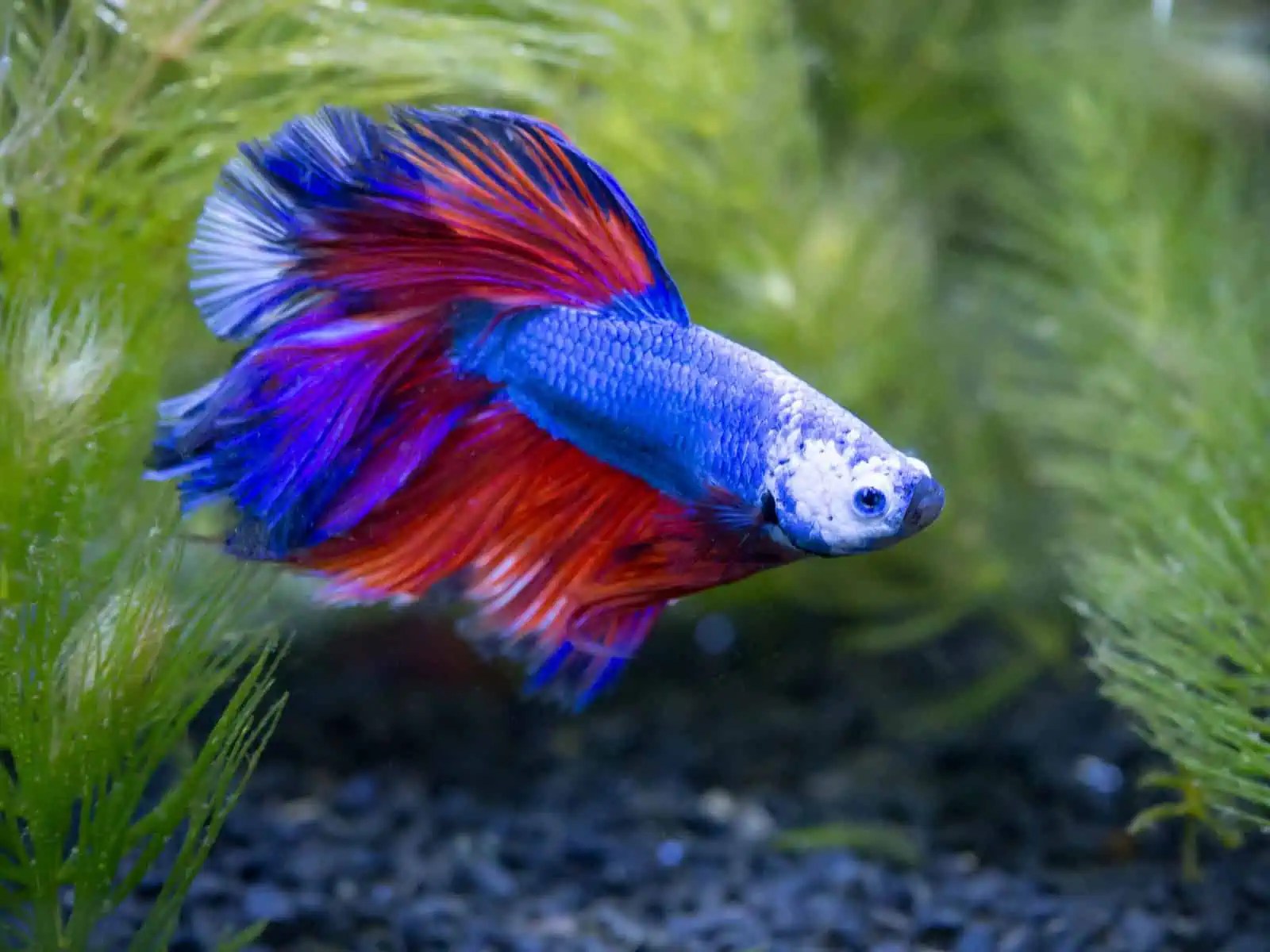 Can Bettas Live With Goldfish? Tank Size, Water Conditions, And More