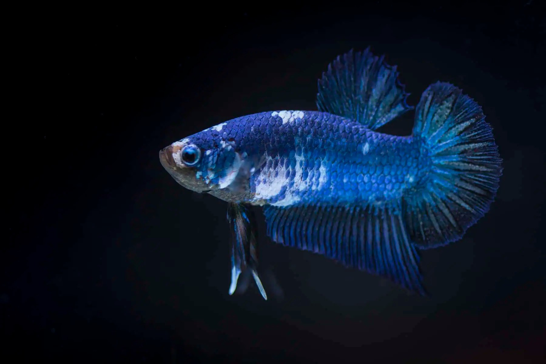 Stressed Betta Fish Betta Showing Stress After Aquarium Upgrade Fish