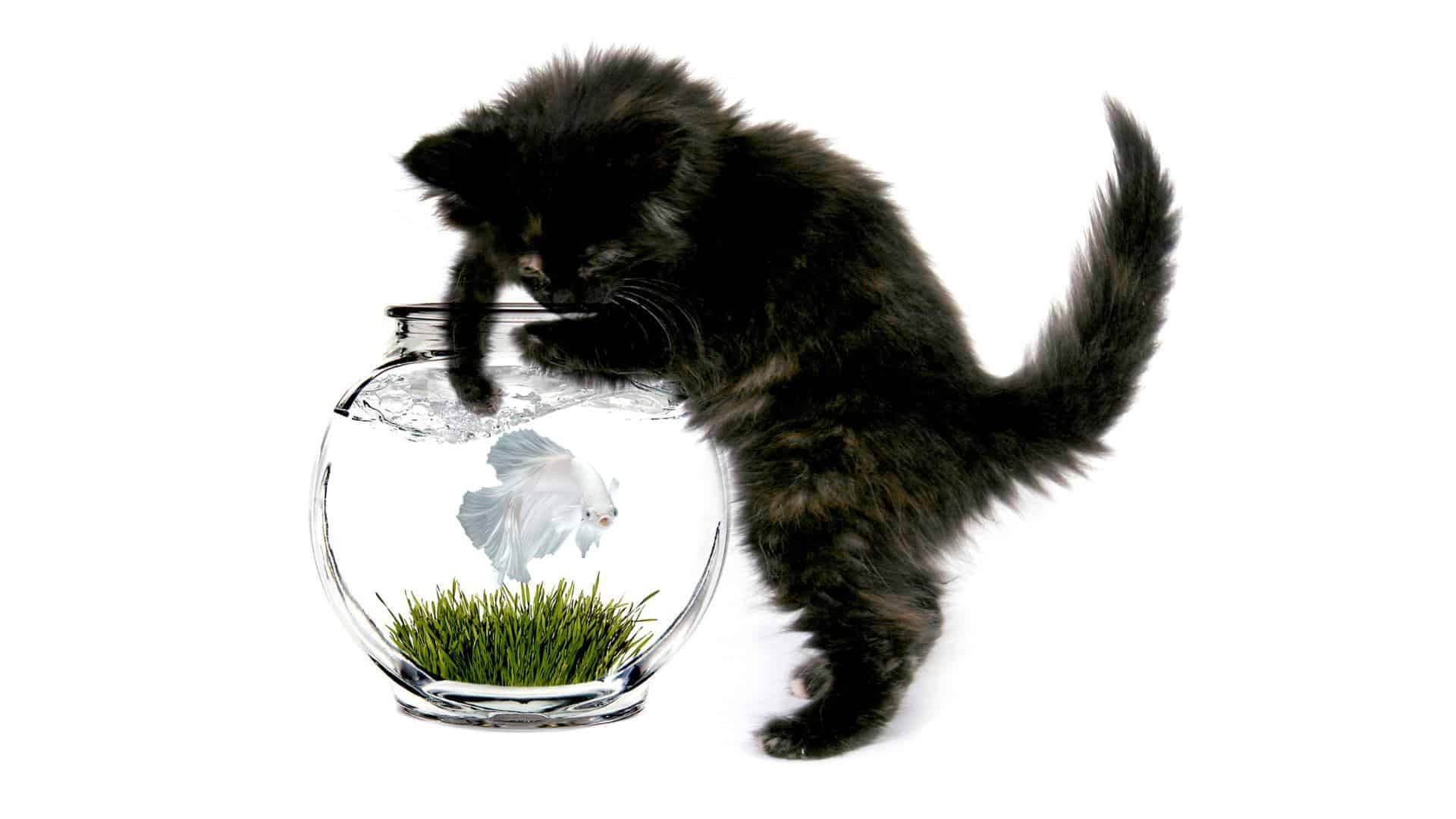 The Hidden Dangers of Betta Fish What Every Cat Owner Should Know