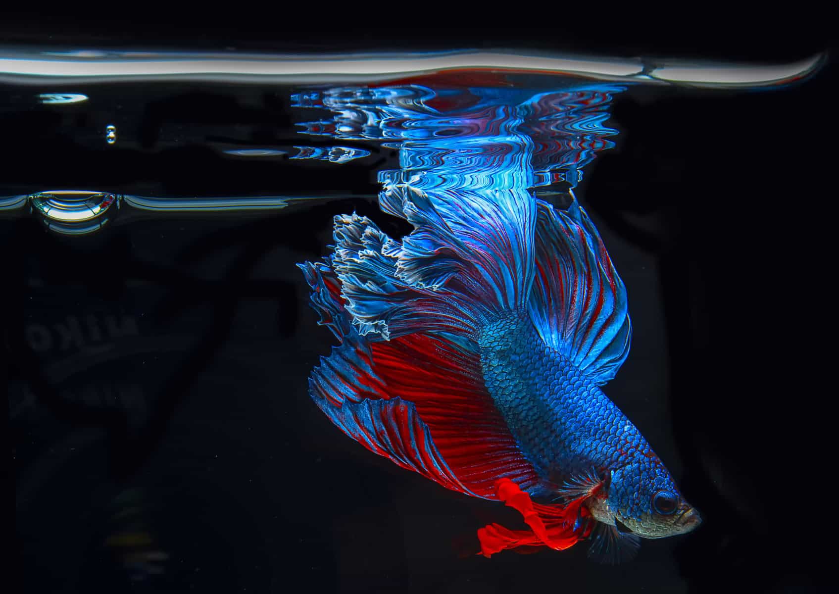 Do Betta Fish Breathe Air? The Fascinating Facts!