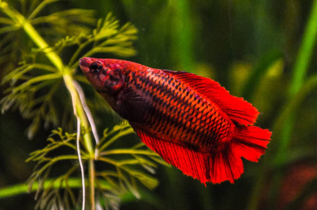 The Hidden Lives of Betta Fish Understanding Their Seasonal Secrets