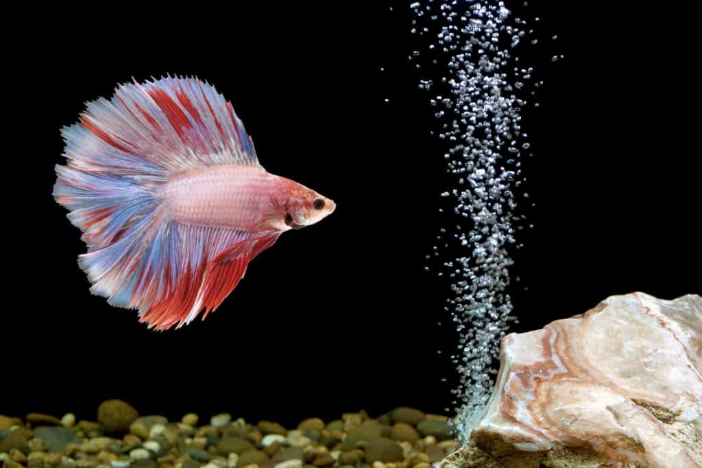 The Quiet Needs of Betta Fish Understanding Their Water World
