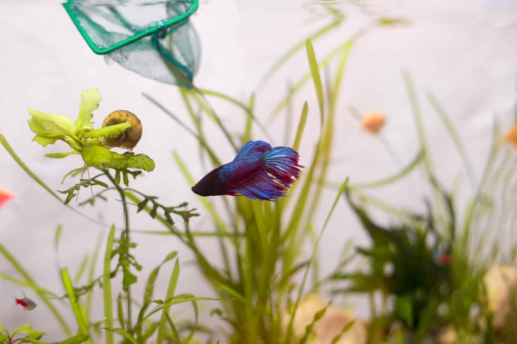 The Secret to a Happy Betta Mastering Water Changes for Your Fish's