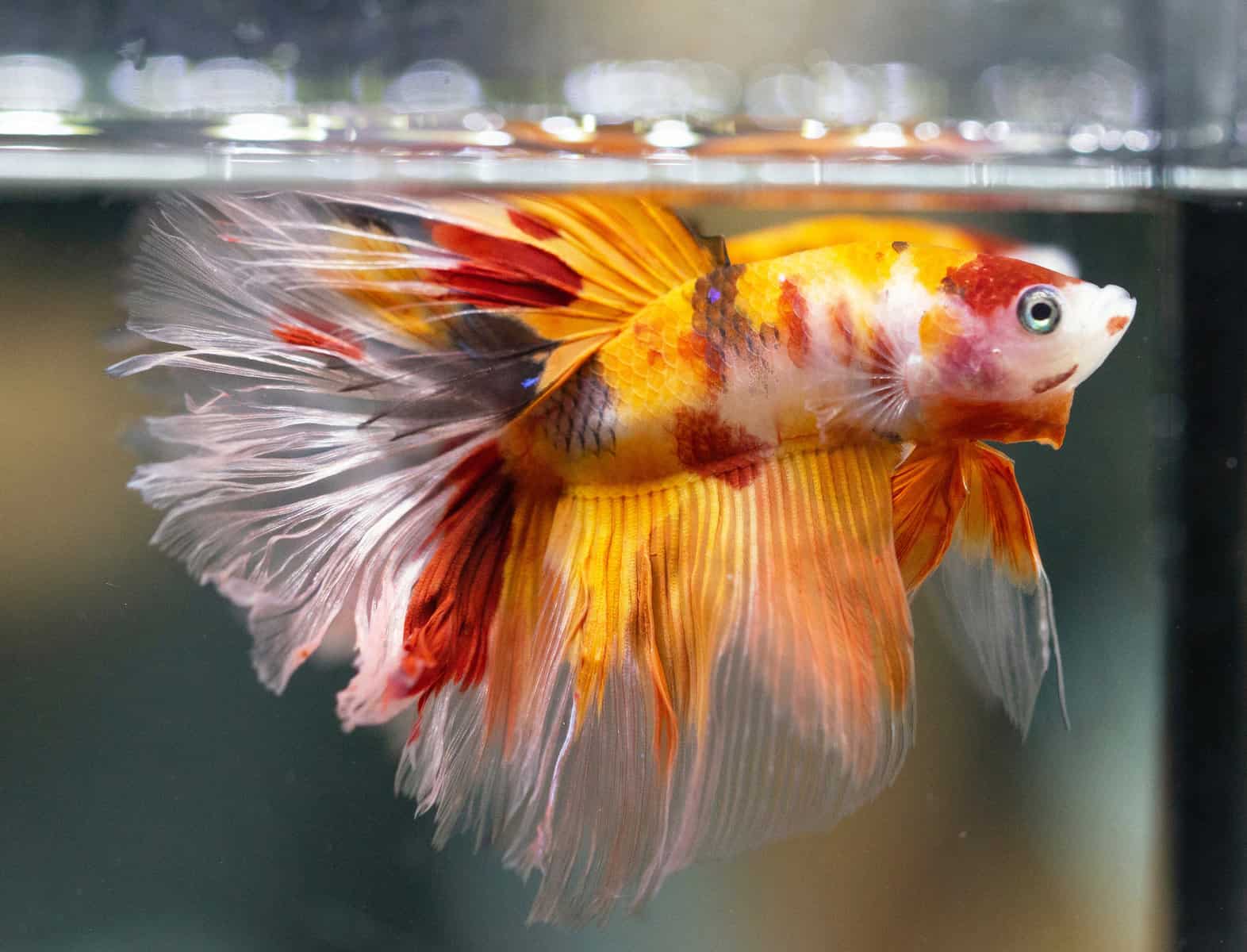 The Allure of Koi Bettas Navigating Their Care and Unique Beauty
