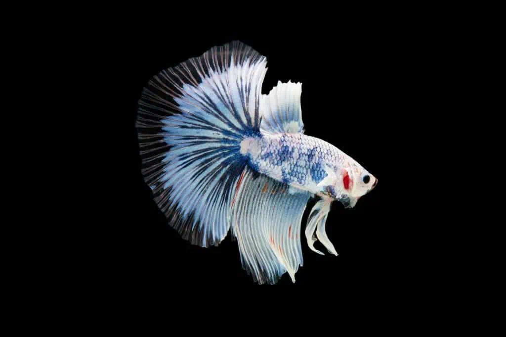 The Fading Beauty of Betta Fish Understanding Color Loss and How to Help