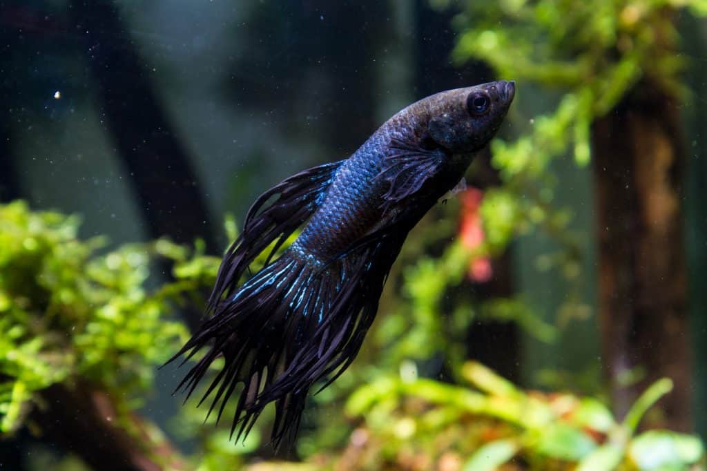 Do Betta Fish Sleep? Resting Is Important For Them Too