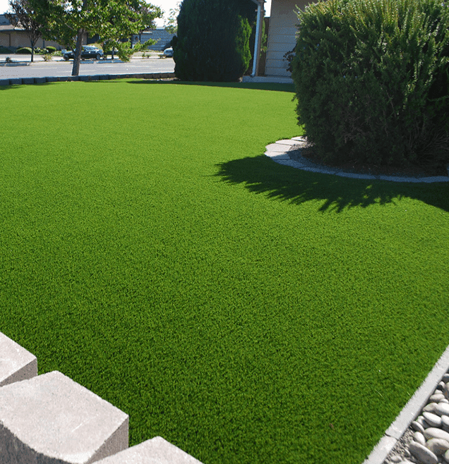 Everything You Want To Know About SIR WALTER Buffalo Grass Betta Turf