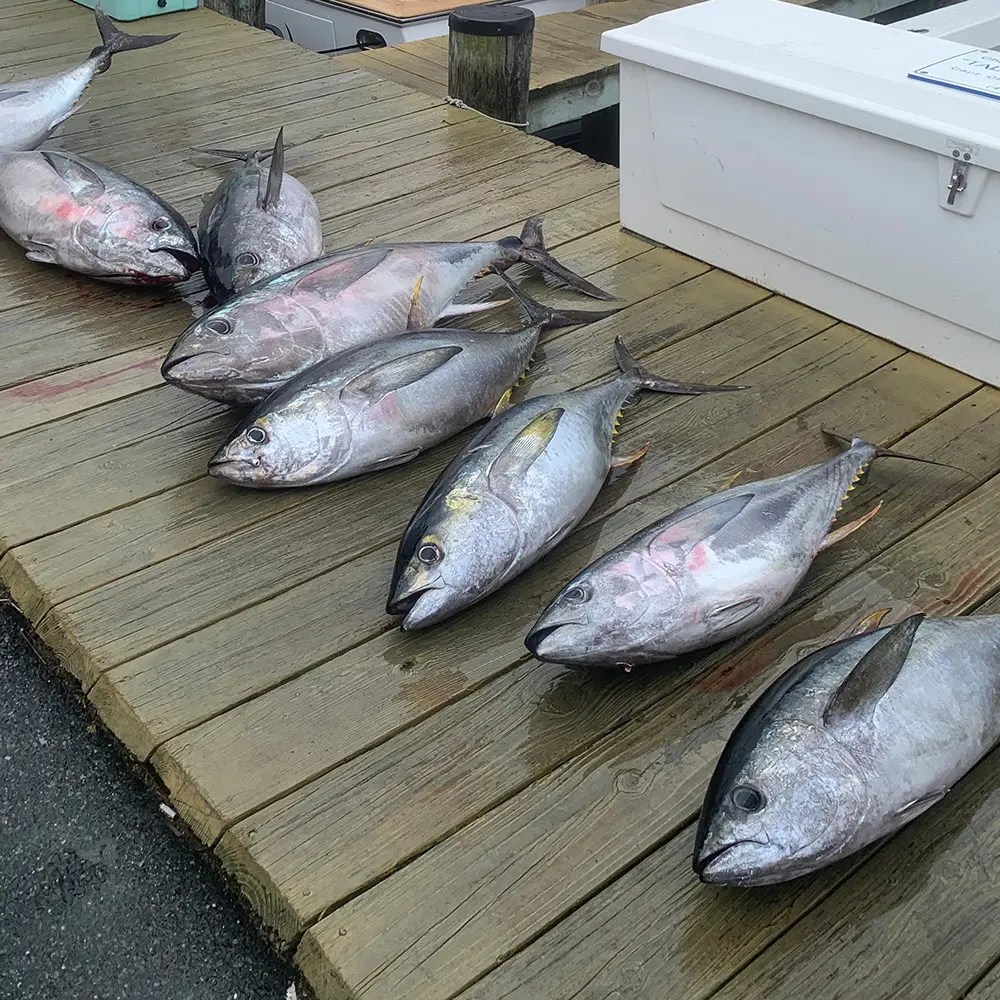 Bluefin Tuna Rod and Reel Setup Fishing Tackle Manufacturer