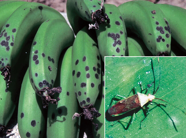 Spots of fruit – Better Bananas