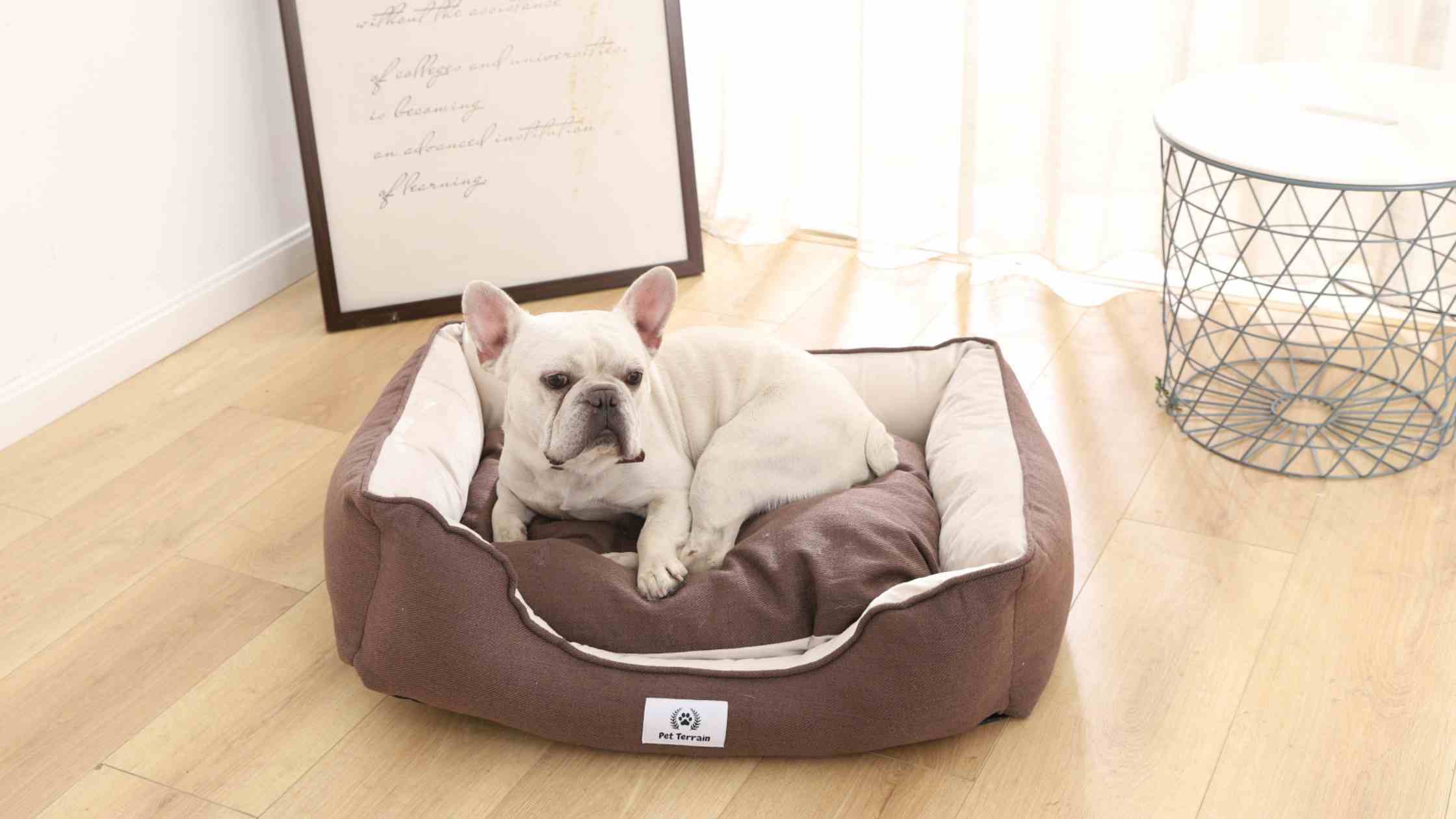 7 Best Dog Beds In Australia (Reviews & Buying Guide)