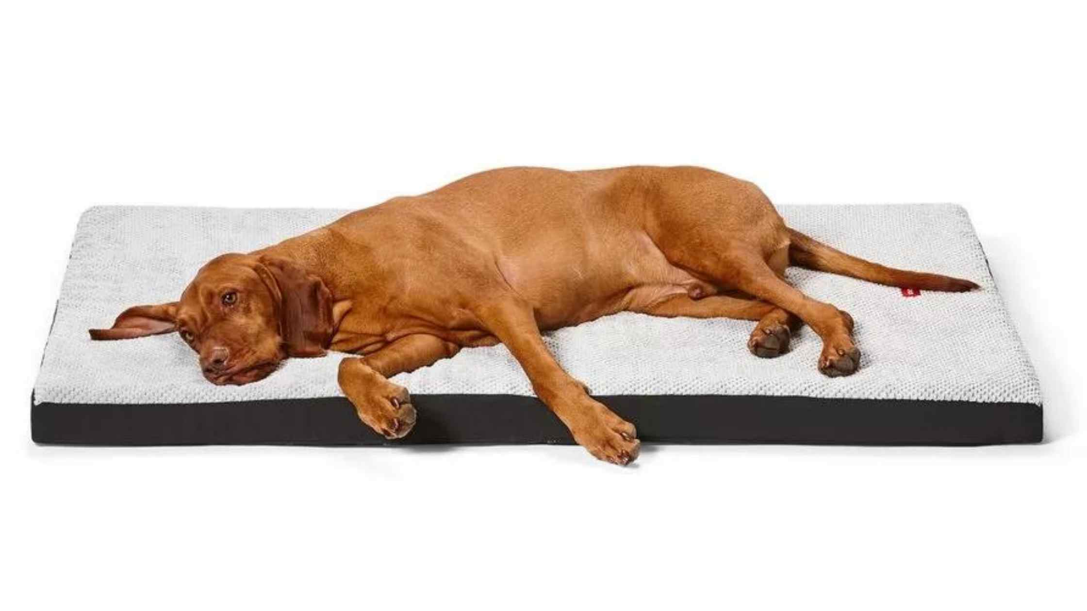 7 Best Dog Beds In Australia (Reviews & Buying Guide)