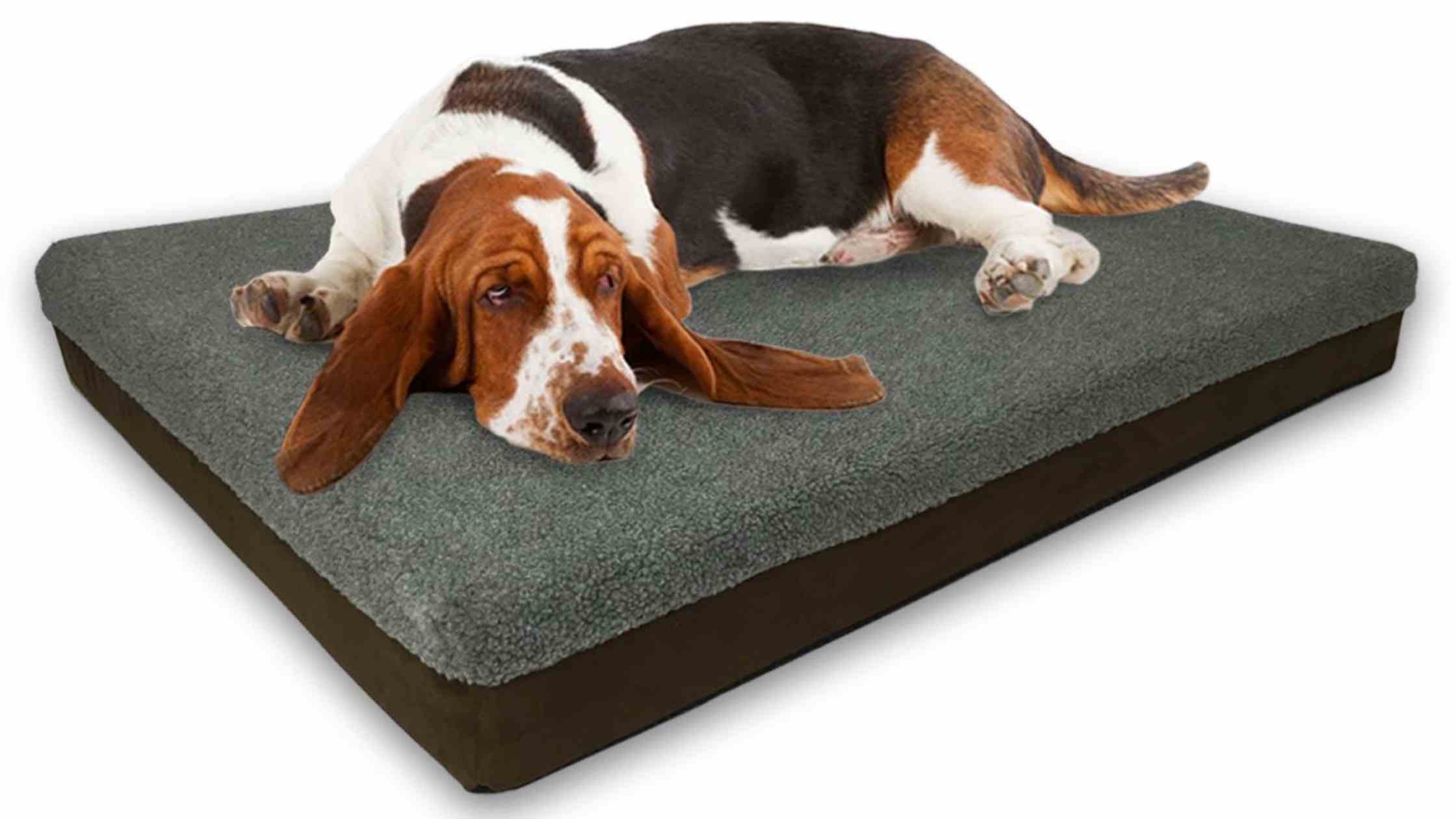 7 Best Dog Beds In Australia (Reviews & Buying Guide)