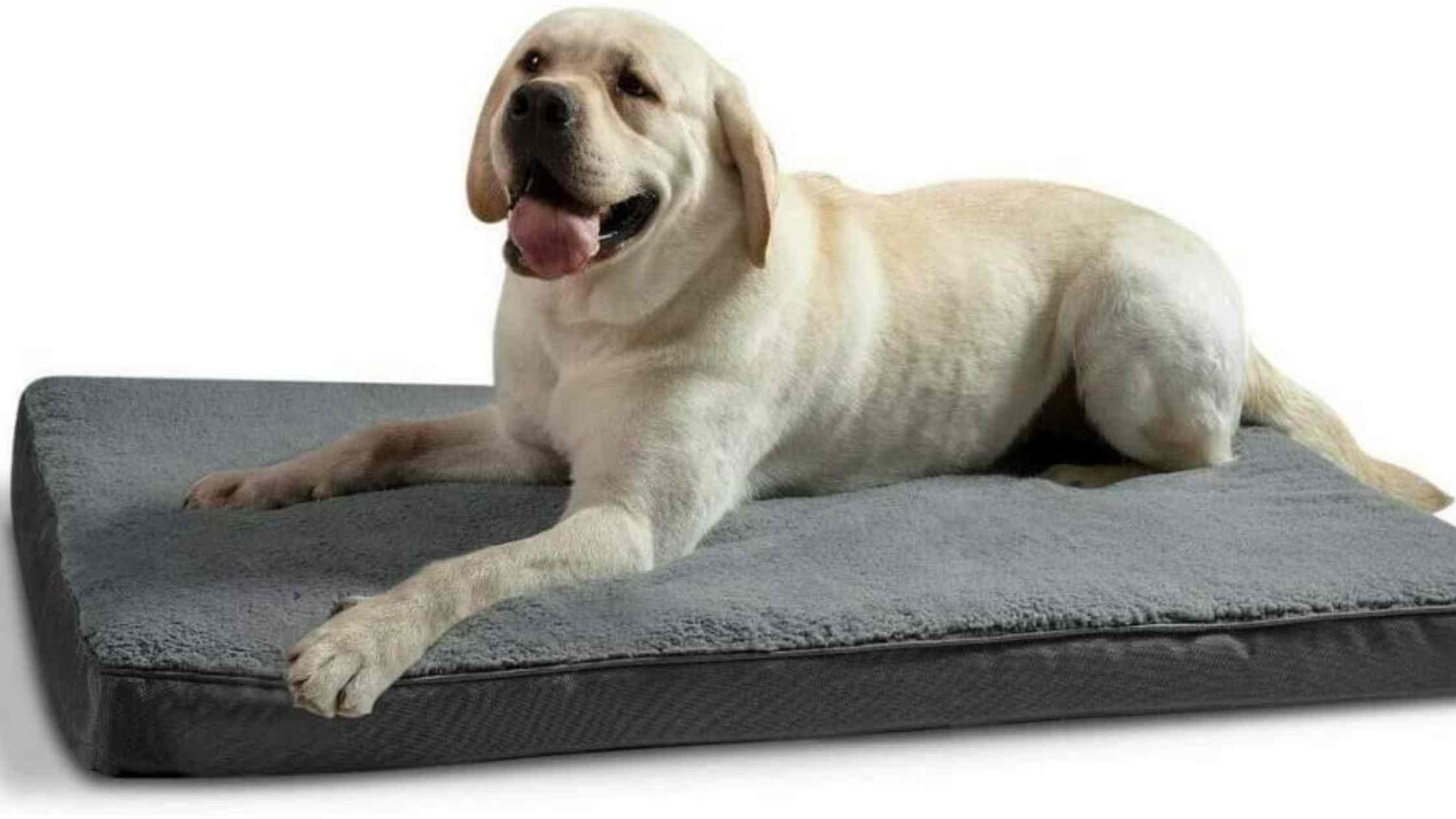 7 Best Dog Beds In Australia (Reviews & Buying Guide)