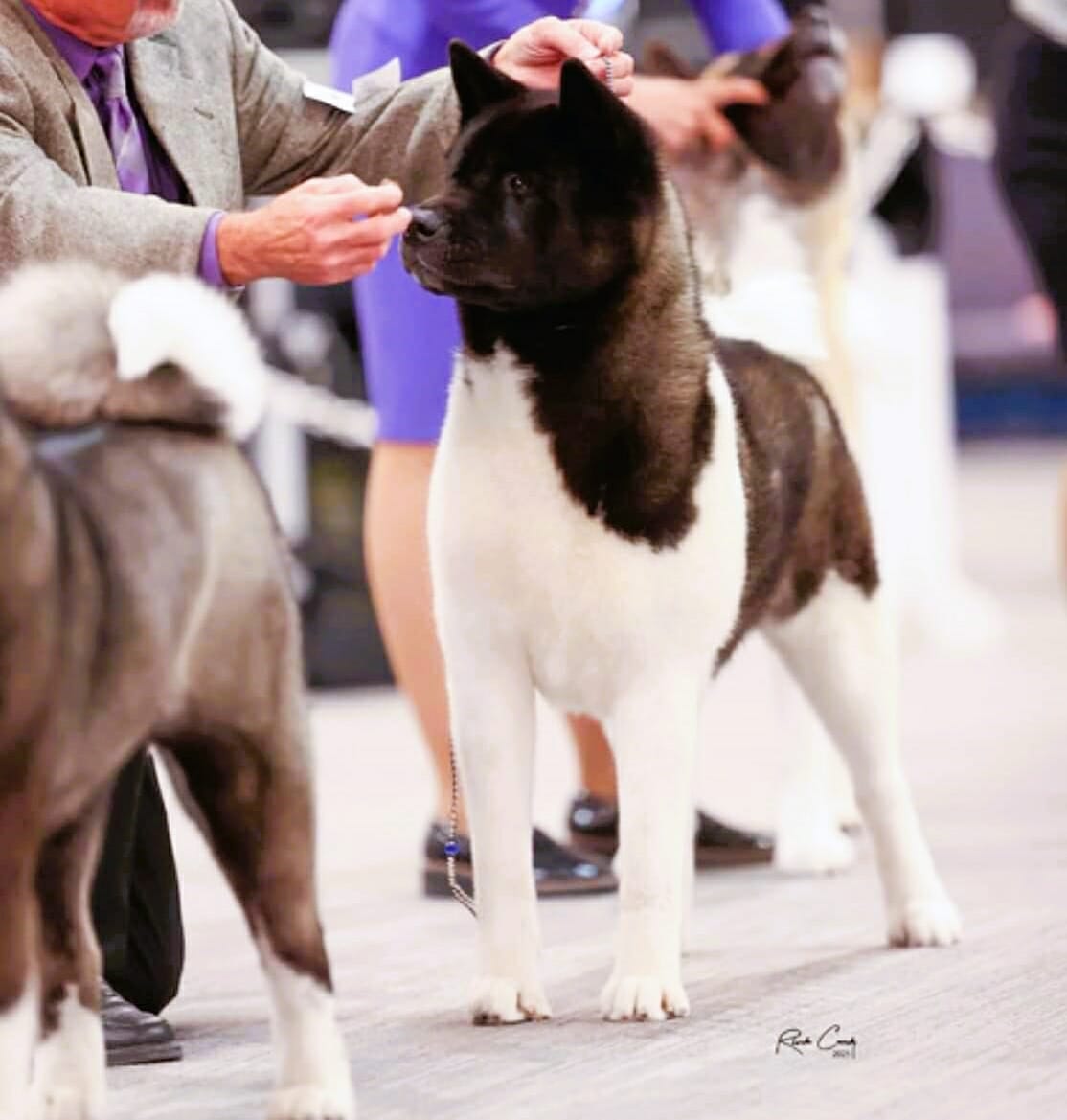 Dune Akitas Better Breeder Institute