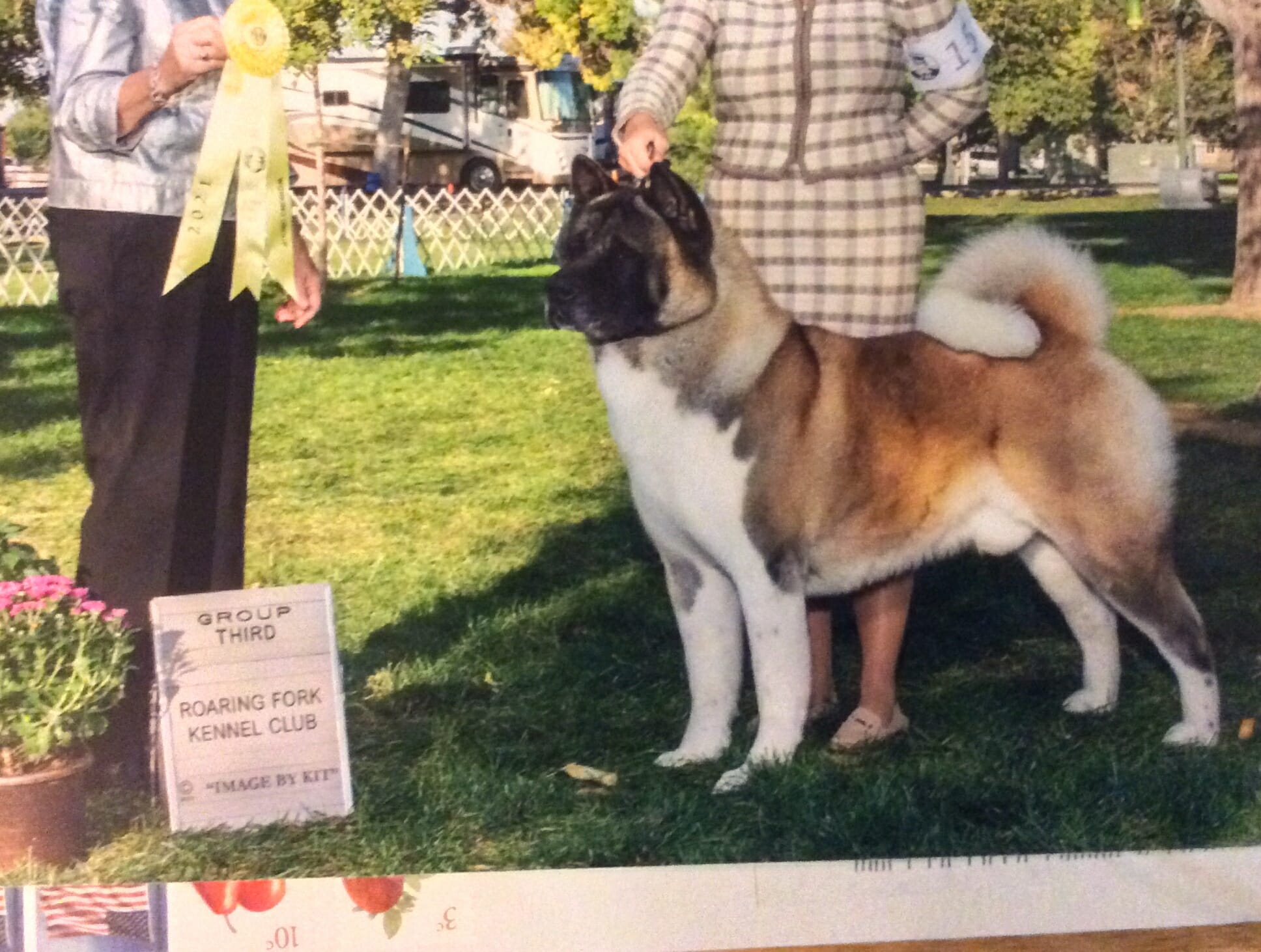Dune Akitas Better Breeder Institute