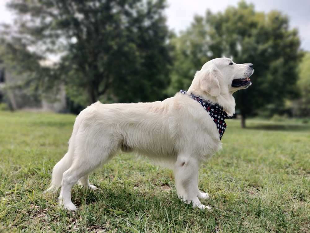 Golden Retriever Breeds Better Breeder Institute