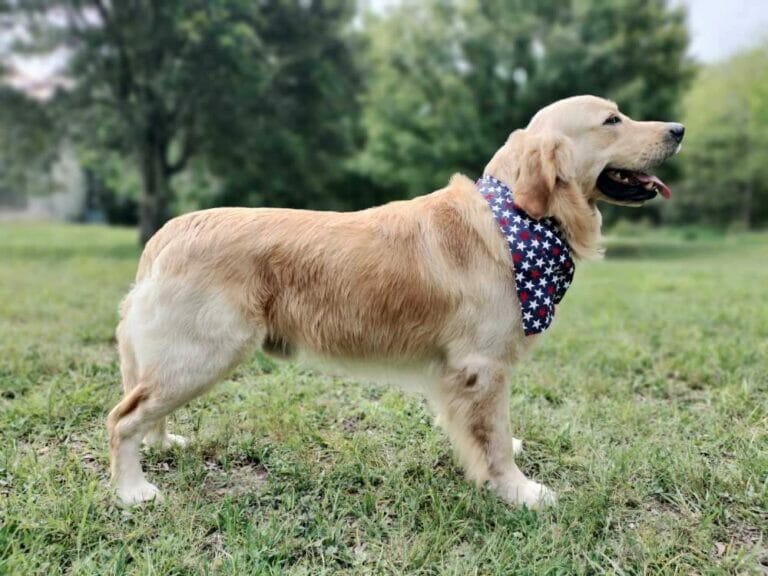 Stud Dog Register Better Breeder Institute