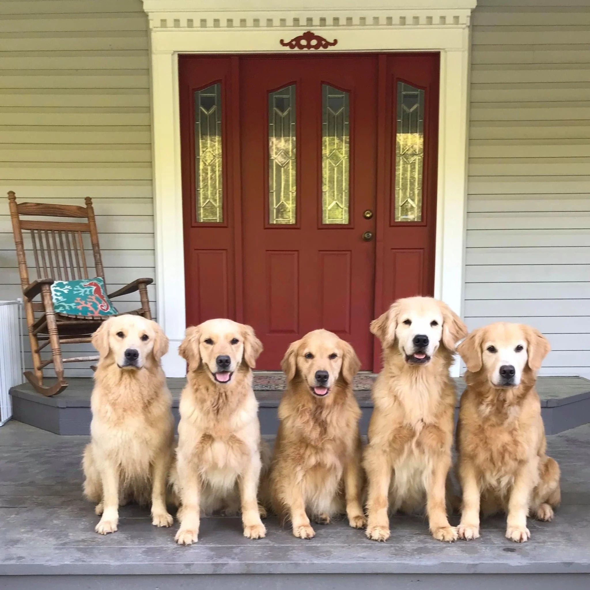 Evergrace Goldens Missouri Golden Retriever Breeder