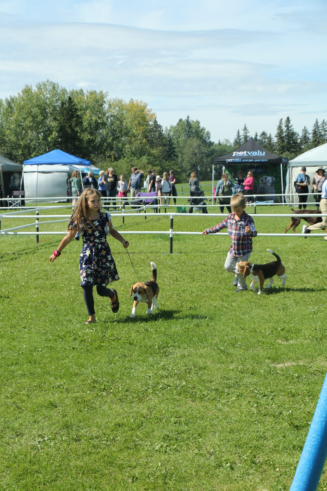Rosabel Beagles Alberta Beagle Breeder