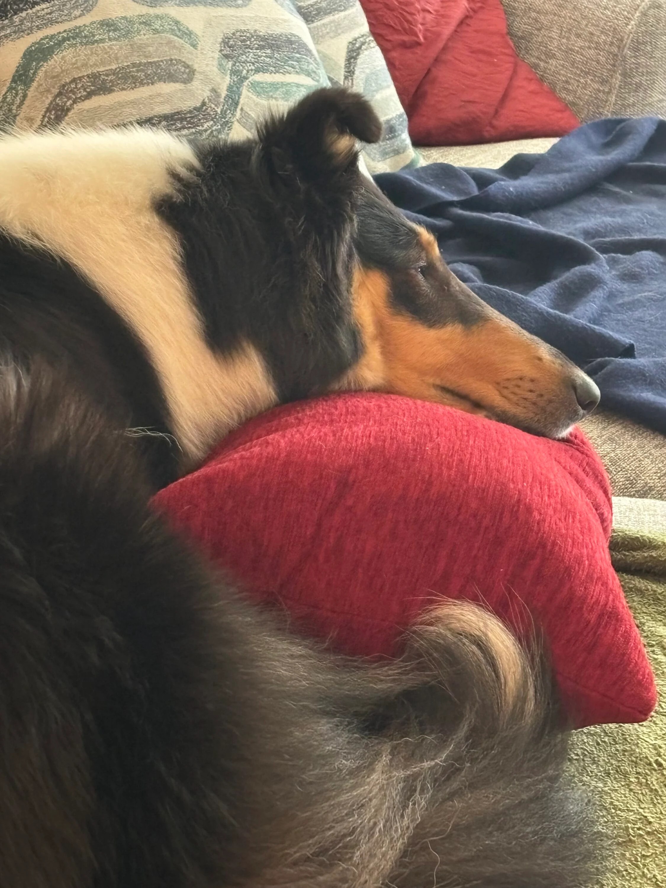 Connelly Skye Collies Ohio Collie Breeder