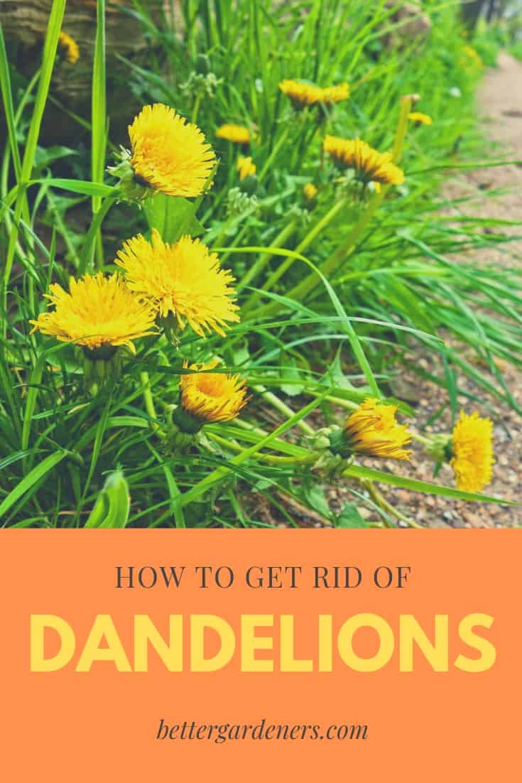 How to Get Rid of Dandelions Better Gardener's Guide