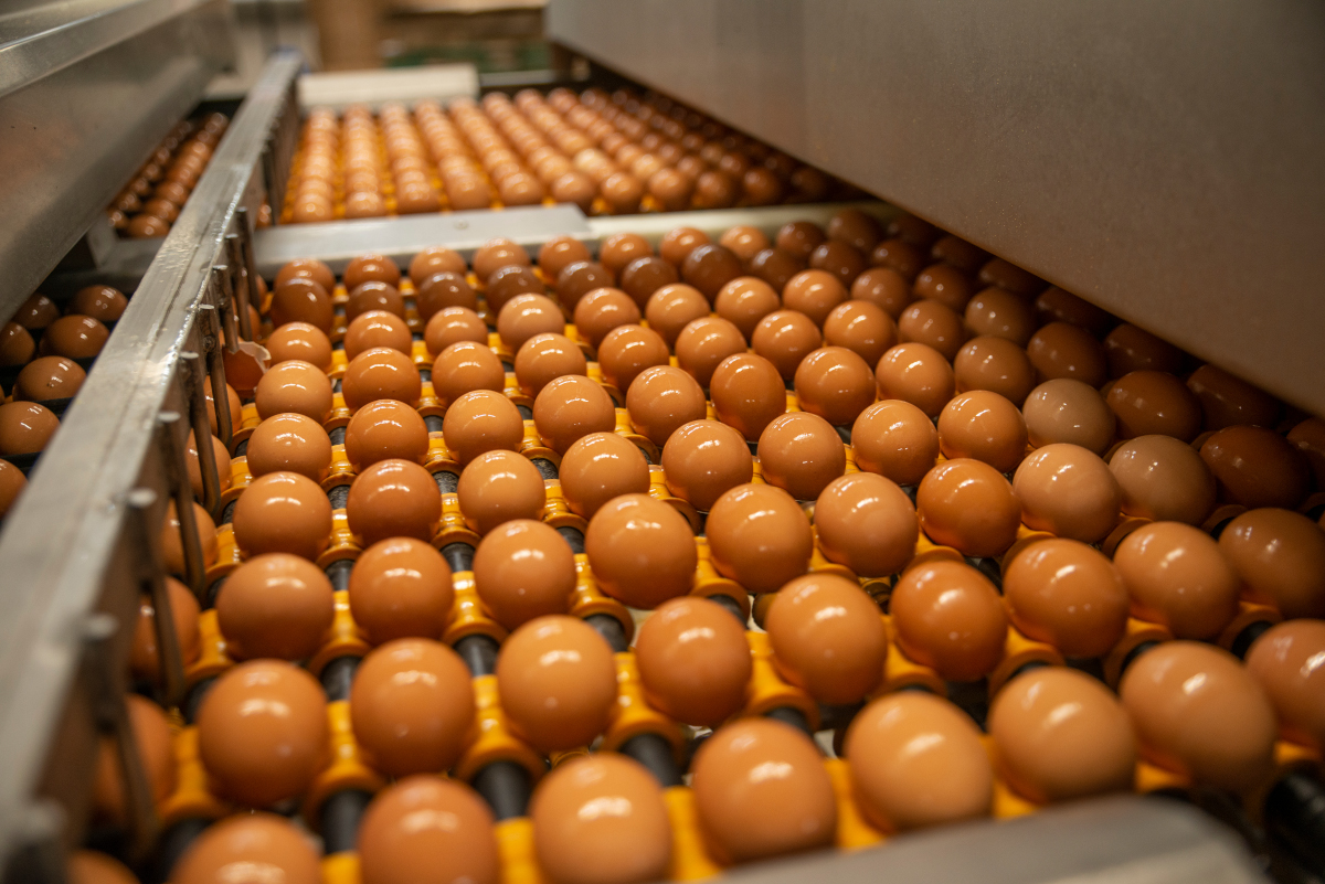 CalMaine Foods Better Hometown Blackshear