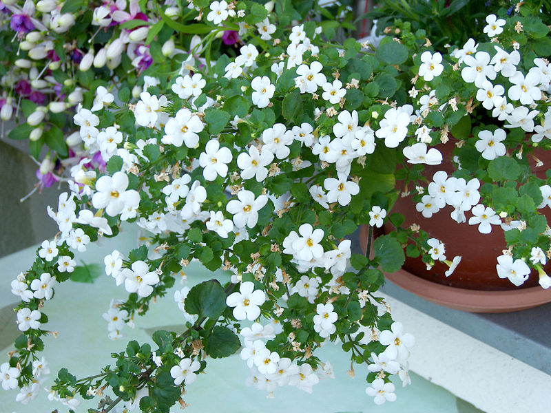7 Beautiful Flowers to Grow in Hanging Planters on Your Porch or