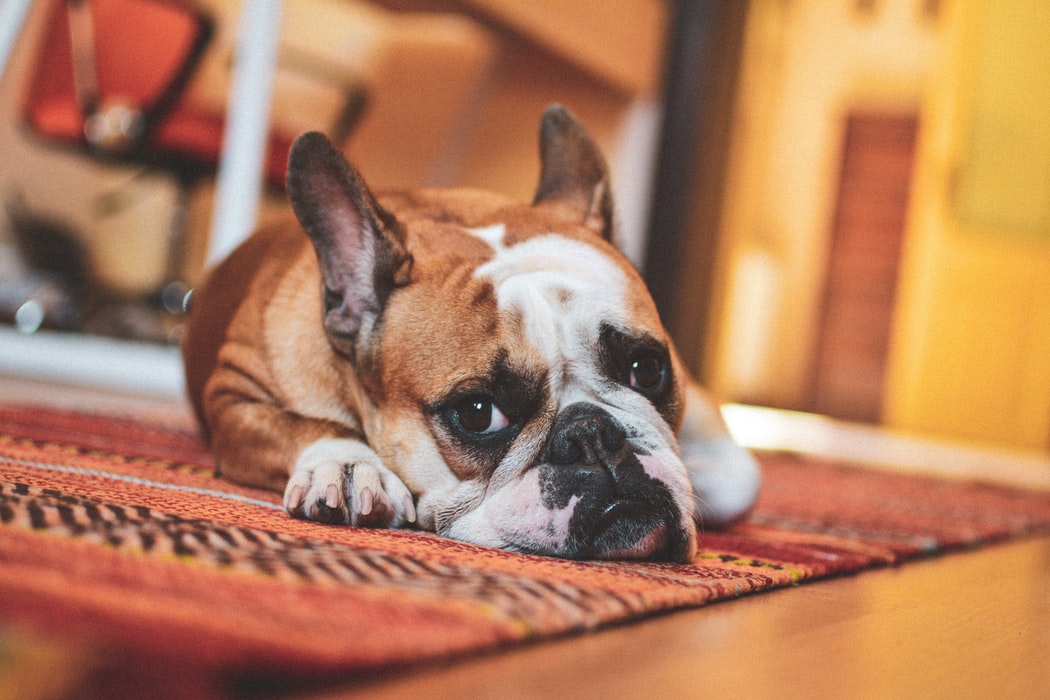How to Effectively Remove Pet Stains from Your Carpet Better HouseKeeper