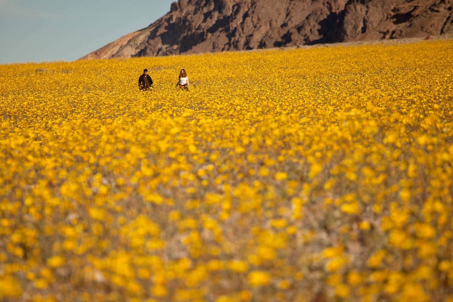 Death Valley Super Bloom