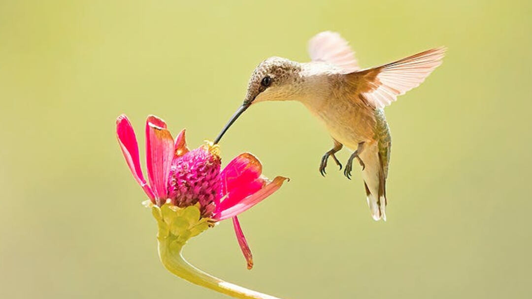 How Fast Do Hummingbirds Fly Interesting Insights & Facts title