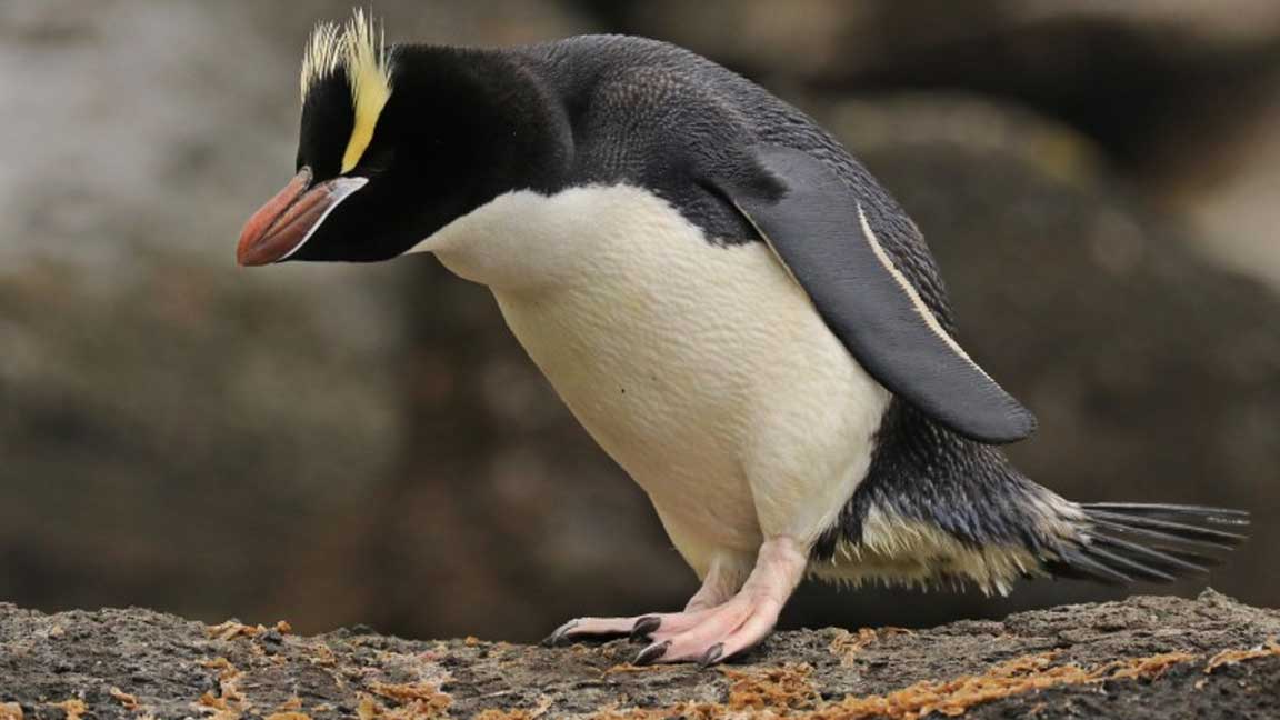 List of Famous Species of Penguin with Yellow Hair