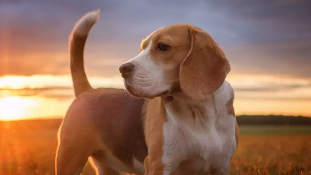 Top Surprising Facts About the Beagle Dog Breed