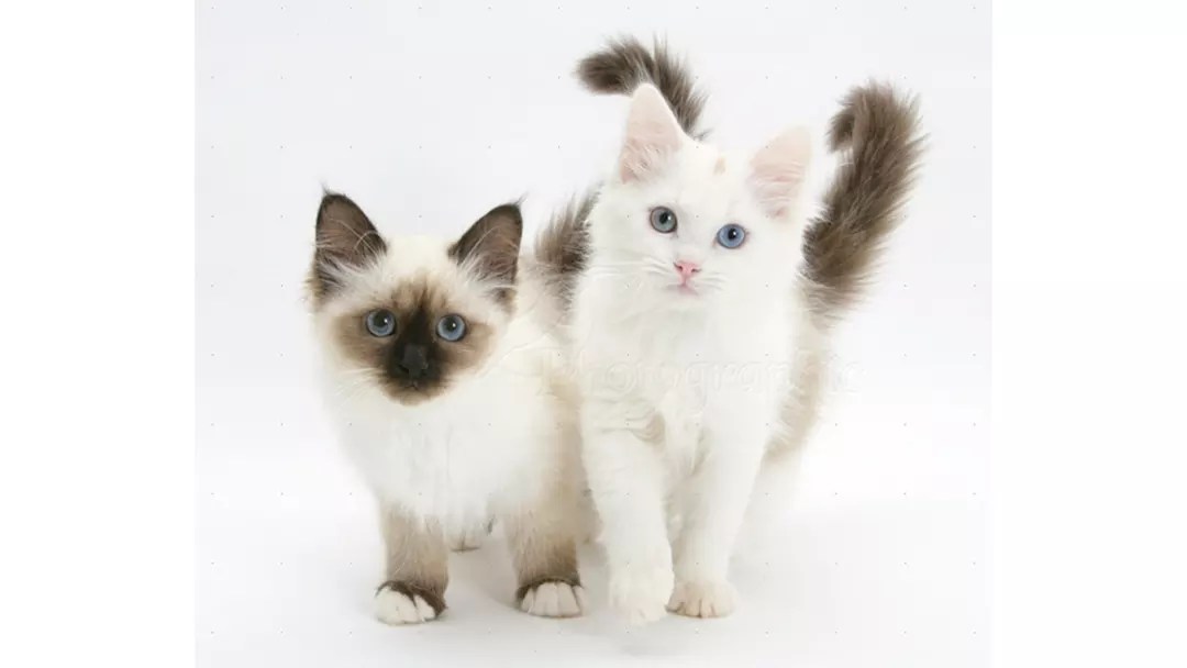 Guide to Ragdoll Mixed Breed and Their Characteristics