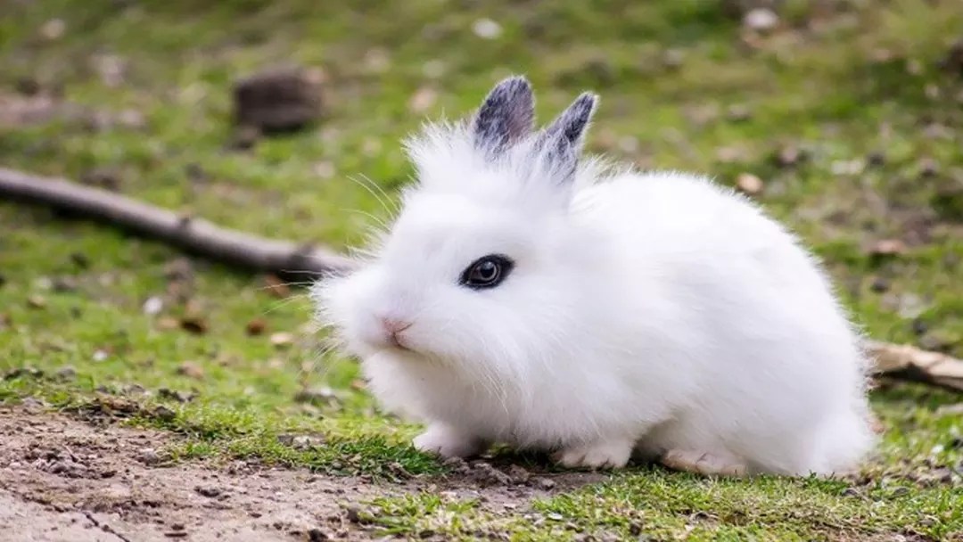 How High Can They Jump and the Impact on Healt