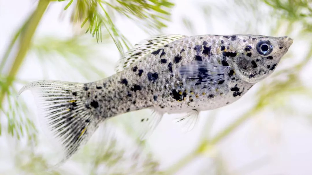 Best Types of Aquarium Fish and Their Characteristics