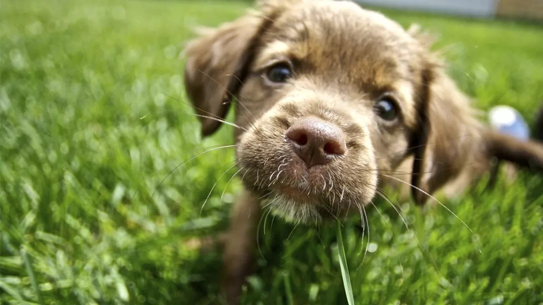 The Most Popular Dog Names of the Moment